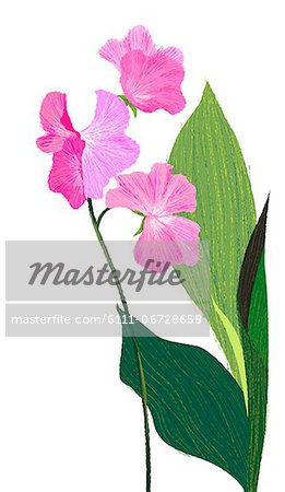 Flower Plant On White Background