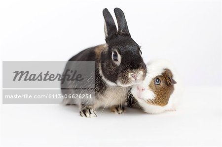 Rabbit and guinea pig meeting