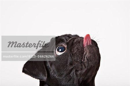 Close up of dog licking his face