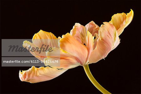Close up of parrot tulip flower
