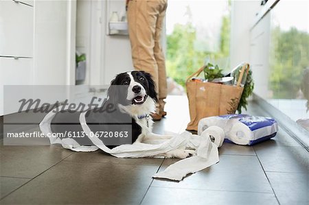 Dog unrolling toilet paper on floor