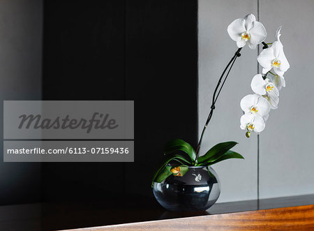 Orchids in vase on counter