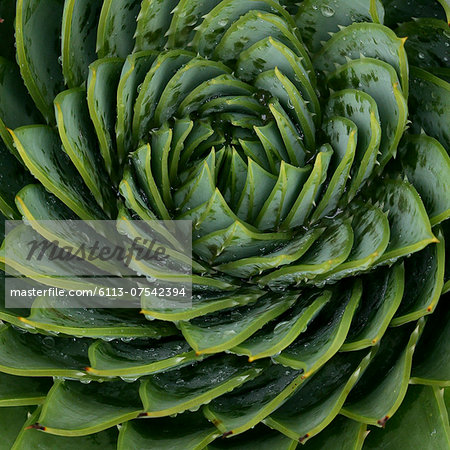 Close up of spiral leaf pattern