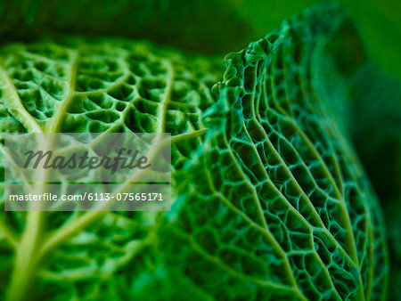 Extreme close up of Savoy cabbage