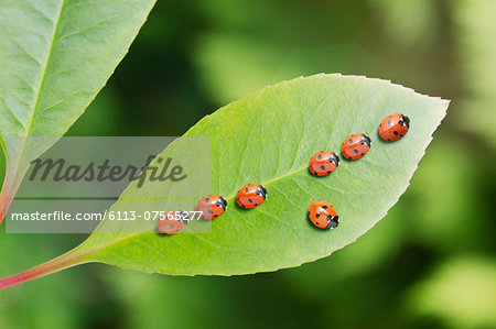 Ladybug standing out from the crowd on leaf