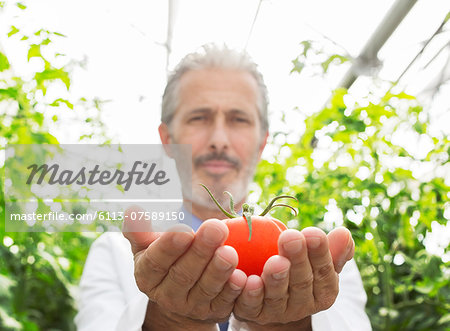 Portrait of scientist holding ripe tomato in greenhouse