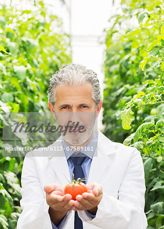 Portrait of botanist holding ripe tomato in greenhouse