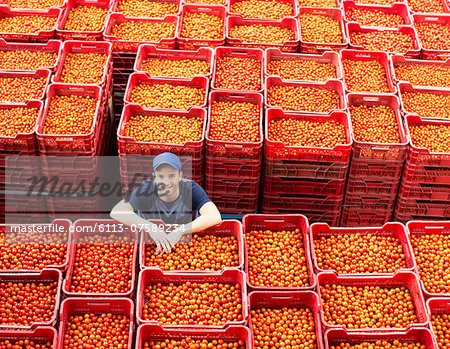 Portrait of worker standing among tomato crates