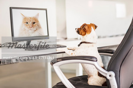 Dog sitting at desk in office