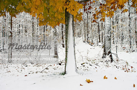 View of snowcapped forest with colorful autumn leaves