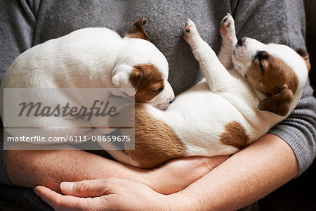Close up girl holding sleeping puppies