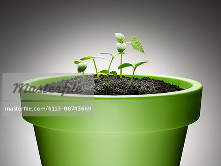 Green sprouts growing from flowerpot against gray background
