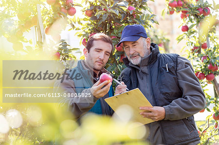 Male farmers with clipboard examining red apple in orchard Male farmers with clipboard examining red apple in orchard