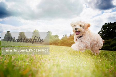 Happy dog running in park grass