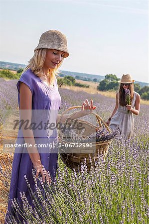Two Women Picking Lavender, Croatia, Dalmatia, Europe