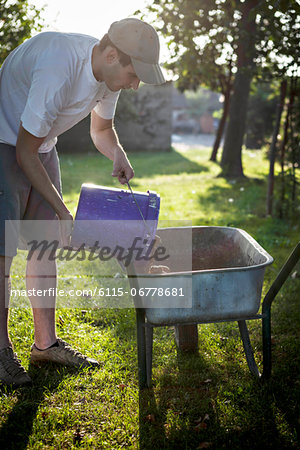 Man Pouring Potatoes In Wheelbarrow, Croatia, Slavonia, Europe