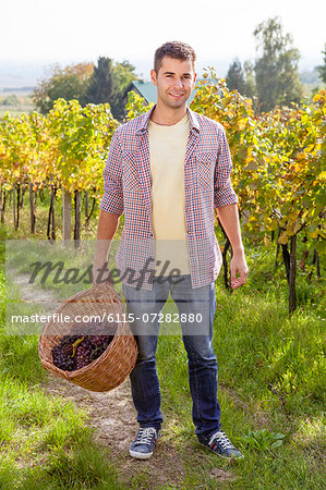 Grape harvest, Young man holding basket, Slavonia, Croatia
