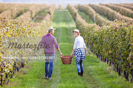 Grape harvest, young couple carrying basket, Slavonia, Croatia