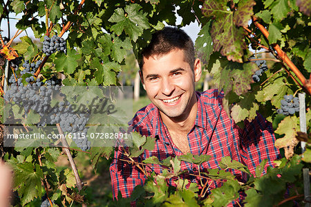 Grape harvest, portrait of young man, Slavonia, Croatia Grape harvest, portrait of young man, Slavonia, Croatia