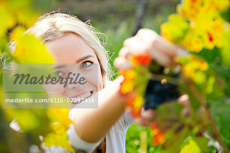 Grape harvest, young woman picking grapes, Slavonia, Croatia