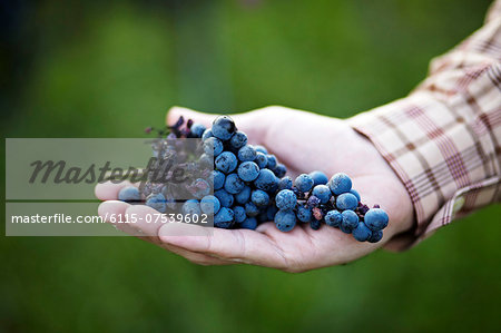 Person Holding Bunch Of Wine Grapes, Croatia, Euope
