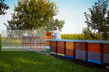 Beekeeper Working In Garden, Croatia, Europe