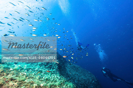 Divers exploring school of fish, Dalmatia, Croatia