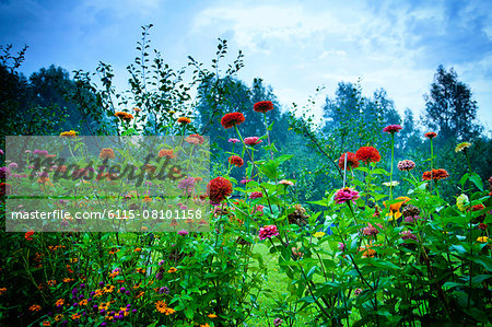 Ornamental garden with blooming flowers