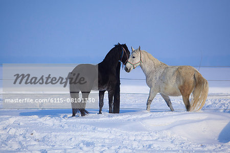Two horses in the snow, Baranja, Croatia