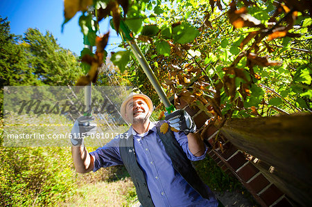 Senior man trimming plants by garden fence, Munich, Bavaria, Germany