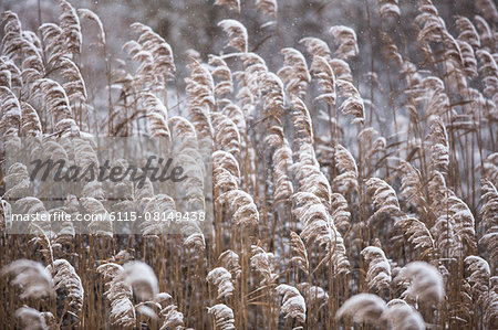 Snowcapped reed plants