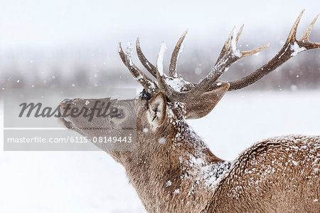 Portrait of red deer stag