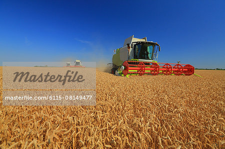 Combine harvesters in field, Slavonia, Croatia