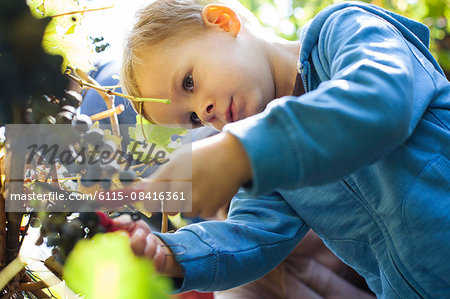 Father and son harvesting grapes together in vineyard