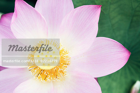 Close-up of pink lotus flower, China