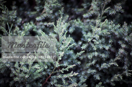 Close-up of coniferous tree, Shanxi Province, China