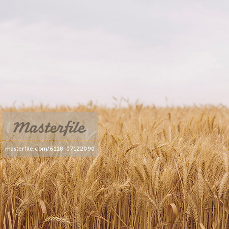 A Field Of Ripening Wheat Growing, Near Pullman In Whitman County.