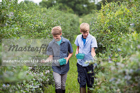 An organic fruit farm. Two boys picking the berry fruits from the bushes.