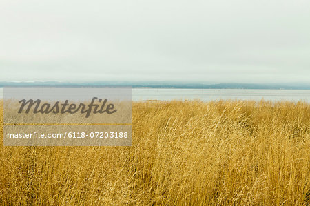 Sea grasses in Wilapa Bay near Oysterville, Washington state.
