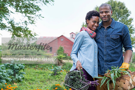 An organic vegetable garden on a farm. A couple carrying baskets of freshly harvested corn on the cob and green leaf vegetables. An organic vegetable garden on a farm. A couple carrying baskets of freshly harvested corn on the cob and green leaf vegetables.