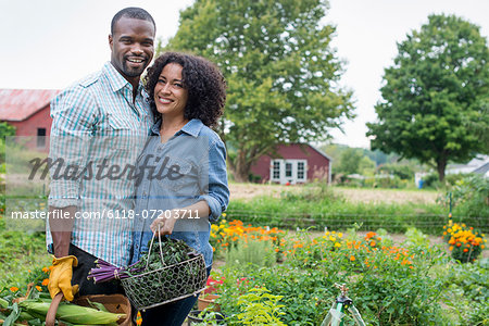 An organic vegetable garden on a farm. A couple carrying baskets of freshly harvested corn on the cob and green leaf vegetables.