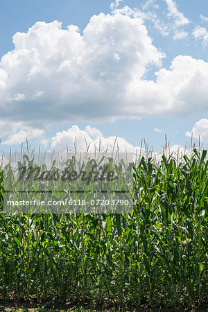 Tall plants in a field, maize corn growing.