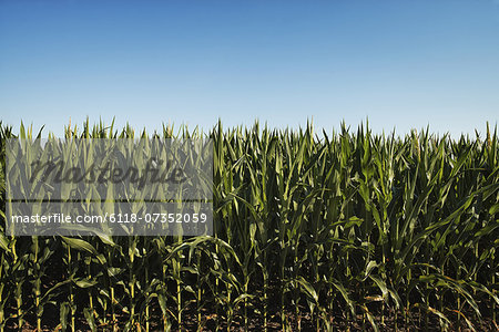 A field of tall maize plants, in a scenic landscape.
