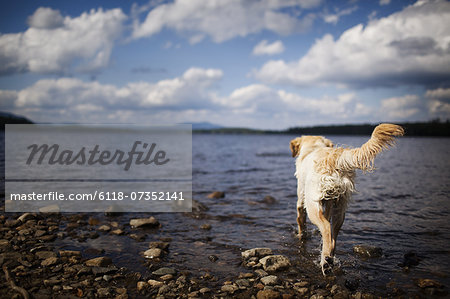 A wet dog with long hair, a family pet shaking itself.