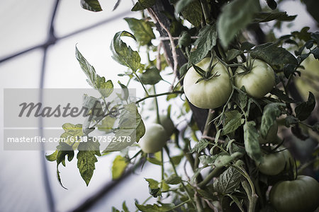 An organic farm. Tomato plants bearing fruit. Growing in a polytunnel.