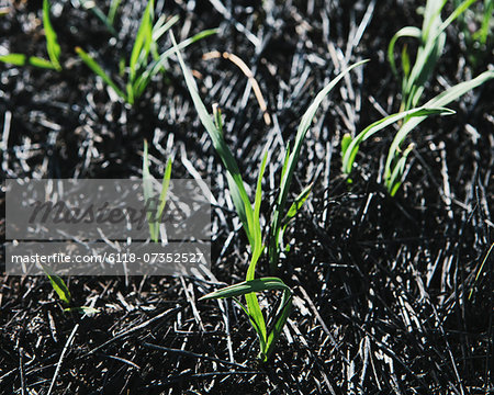 New grass growing in recently burned forest fire, close up Taylor Bridge fire