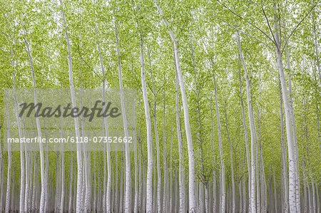 Poplar tree plantation, a tree nursery. Slender white trunks. Oregon, USA