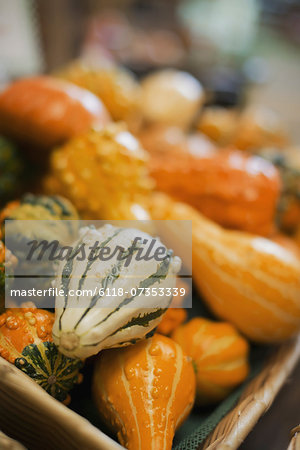 A farm stand, with a display of goudes and squash of different shapes and sizes. A farm stand, with a display of goudes and squash of different shapes and sizes.