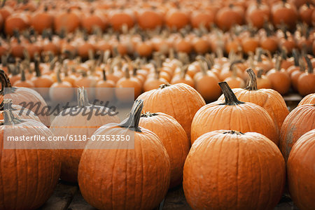 Pumpkins arranged in rows to be hardened off and dried. Organic farm.