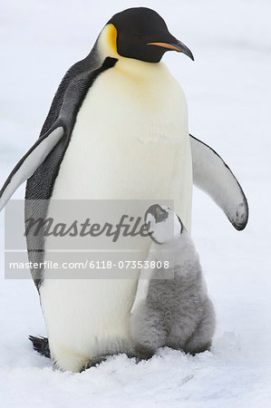 An adult Emperor penguin with a small chick nuzzling up, and looking upwards.